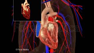 Conduction system of heart [upl. by Itsyrk664]