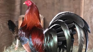 Best Gamefowl Breeds in the world [upl. by Adnirem]