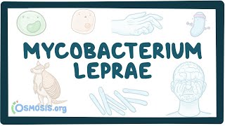 Mycobacterium leprae  an Osmosis Preview [upl. by Zohar]