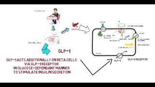 GLP1  Mechanism of Action [upl. by Chae113]