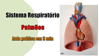 Anatomia Respiratória  Pulmão  Aula Prática [upl. by Nilak845]