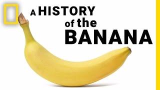 The Surprising History of Bananas in Under 2 Minutes  National Geographic [upl. by Sudnac194]