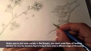 How to draw Cherry Blossoms [upl. by Ennaxor]