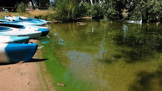 Explaining bluegreen algae [upl. by Yrahca]