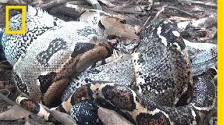 The Boa in My Backyard  National Geographic [upl. by Oyam]