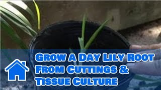 Plant Care Lilies  How to Grow a Day Lily Root From Cuttings amp Tissue Culture [upl. by Wilmer]