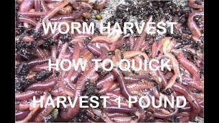 How to Quickly Harvest 1 Pound of Redworms [upl. by Nyrmak]