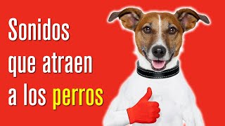 Sonido para atraer Perros  Sonidos para Perros [upl. by Melac]