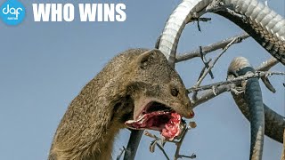 Who wins King COBRA vs MONGOOSE [upl. by Nosaes]