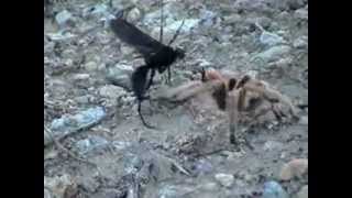 tarantula hawk vs tarantula [upl. by Enyar429]