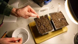 how to grow lavender from seeds and a trick that I found to help germinate lavender seeds [upl. by Etnohc]