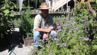 Phacelia tanacetifolia for organic gardening [upl. by Goodkin]