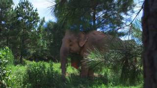 Home amp Herd  The Elephant Sanctuary in Tennessee [upl. by Dinnie993]