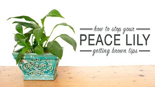 How to Stop Your Peace Lily Getting Brown Tips [upl. by Janeen]