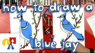 How To Draw A Blue Jay [upl. by Aretina499]