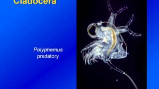 Limnology  Zooplankton Diversity amp Ecology [upl. by Gracye626]