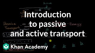 Introduction to passive and active transport  High school biology  Khan Academy [upl. by Favianus493]