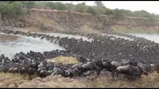 Gosheni Safaris Serengeti Wildebeest River Crossing Migration [upl. by Phina]