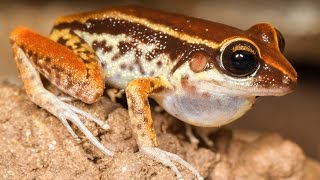 Amphibian Behavior and Diversity [upl. by Dustan]