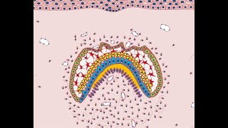 Development of Tooth  Part 4 Morphological stages  Bell stage [upl. by Meean]