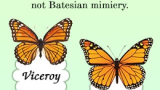 Batesian Mimicry Vs Mullerian Mimicry [upl. by Anahsohs659]