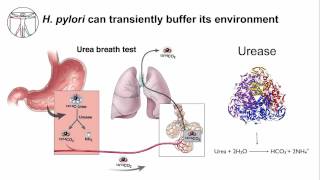 H pylori  From Diagnosis to Therapeutics [upl. by Amzu868]