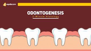 Odontogenesis  2Minute Histology  Anatomy Video Lectures  VLearning [upl. by Blount]