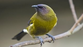 New Zealand Bellbird Song [upl. by Anotyal]