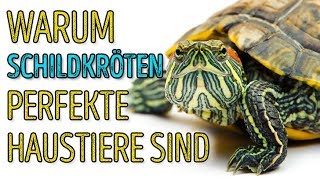 🐢 Schildkröten sind toll 5 Fakten die das beweisen [upl. by Beaudoin]