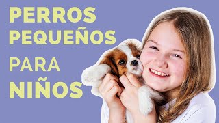 Las 11 mejores RAZAS DE PERROS PEQUEÑOS para niños Parte 1 [upl. by Soutor162]