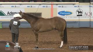 2021 AQHA Performance Halter Geldings [upl. by Roderick540]