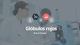 Glóbulos rojos [upl. by Ahsiya]