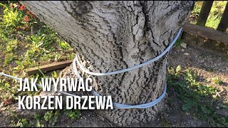 Jak wyrwać korzeń drzewa  Wyciągarka BKS [upl. by Chev23]