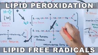 Mechanism of Lipid Peroxidation [upl. by Tizes]