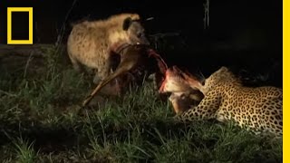 Hyenas Fight Leopard for Kill  National Geographic [upl. by Eillo]