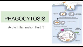 Phagocytosis Acute Inflammation Part 3 [upl. by Epstein87]