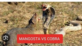 MANGOSTA VS COBRA [upl. by Amlez]