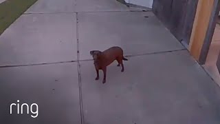 Owner Tells Dog To Go Back Inside Via Spotlight Cam  RingTV [upl. by Shel]