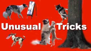 Unusual Dog Tricks [upl. by Loy]