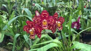 17 Oncidium Orchids and Oncidium Alliance Varieties  Clive Halls Mt Beenak Orchids [upl. by Tonye]