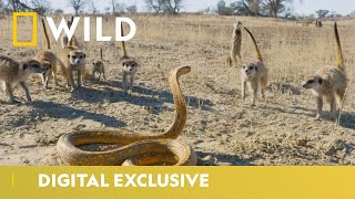 Cobra Vs Meerkat  Wild Africa  National Geographic Wild UK [upl. by Sol]