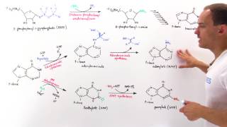 Purine Synthesis [upl. by Suoicerp]