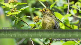 Bellbird Sounds  The tinkling calls of Bell Miners in a eucalyptus forest [upl. by Bruni]