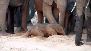 An elephant is born  Sheldrick Trust [upl. by Guttery]