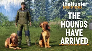 BLOODHOUND DLC  FIRST LOOK  TheHunter Call of the Wild [upl. by Orville]