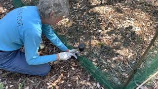 Netting Fruit Trees An Easy and Inexpensive Method [upl. by Ellord]