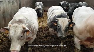 Rearing Belgian Blue Cattle  De Seranno Farm [upl. by Alejandro]