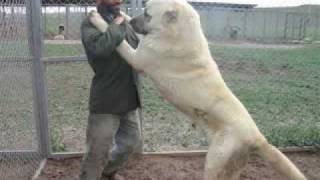 Giant Kurdish Kangal Dogs [upl. by Burtis]