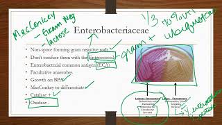 Enterobacteriaceae [upl. by Wallache]