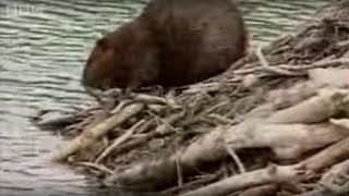 How Do Beavers Build A Dam  BBC [upl. by Yentnuoc]